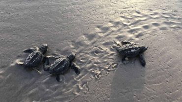 Saving the sea turtles in Sri Lanka