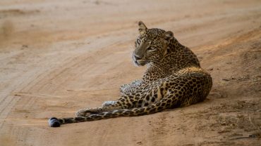 Join on a couch safari to Sri Lanka’s finest national parks.